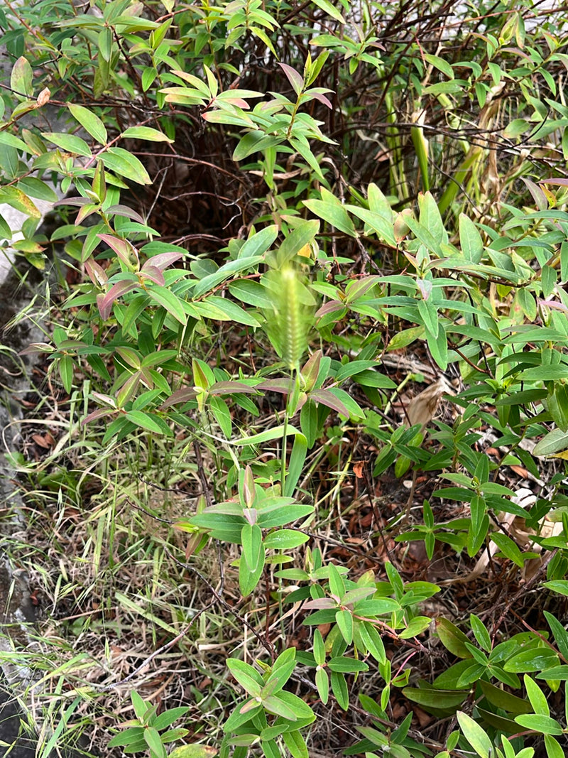 Johanniskraut — Bild 5
