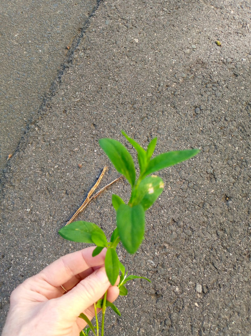 Johanniskraut — Bild 2