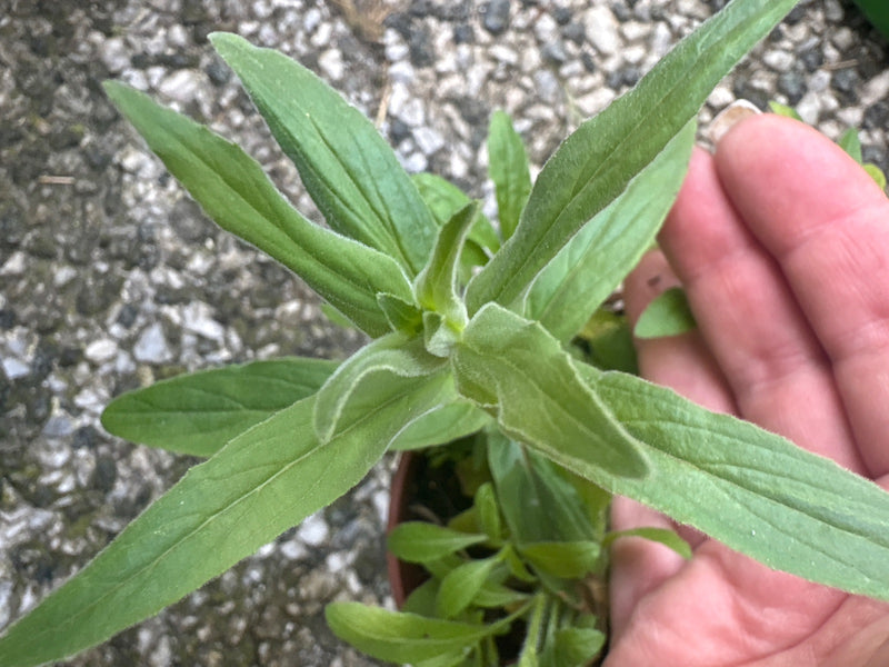 Johanniskraut — Bild 3