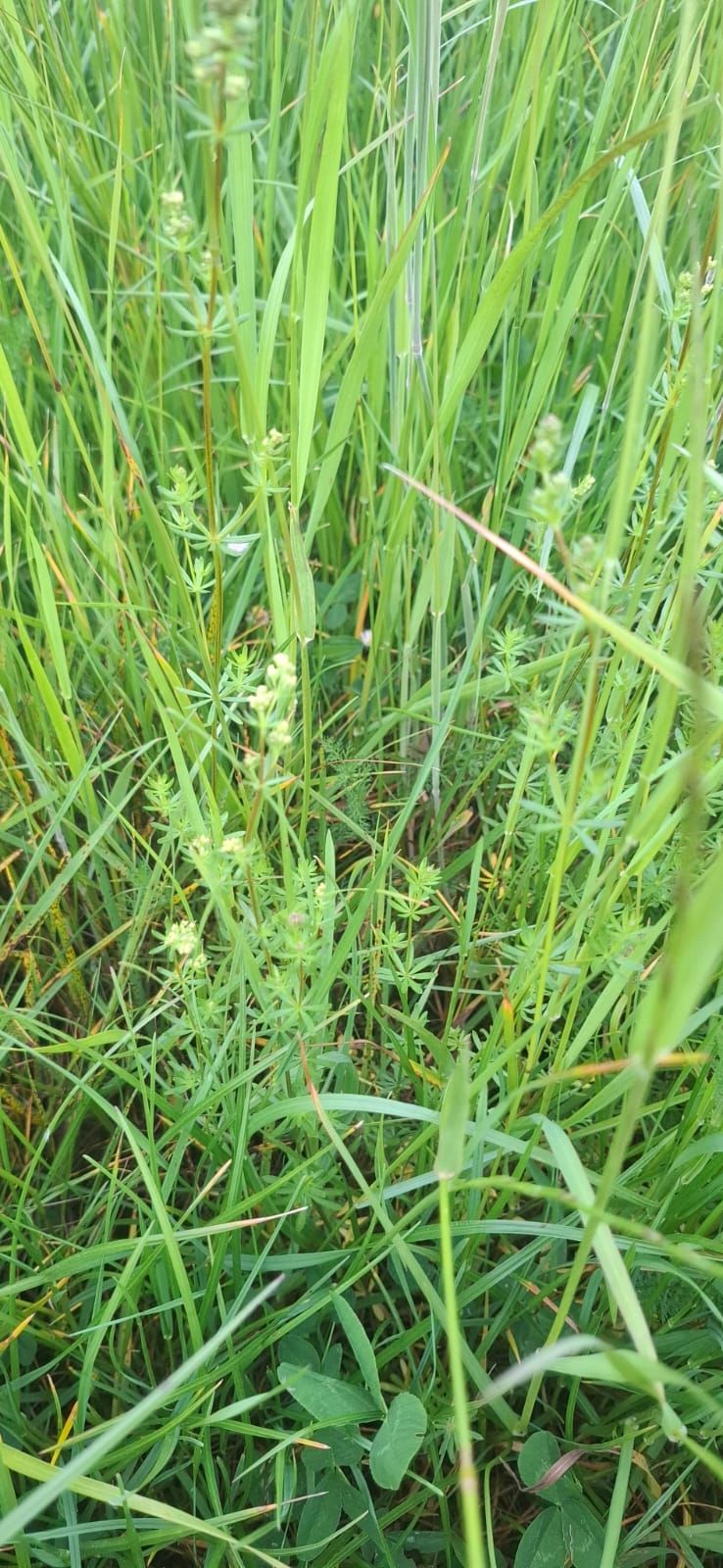 Echtes Labkraut — Bild 3