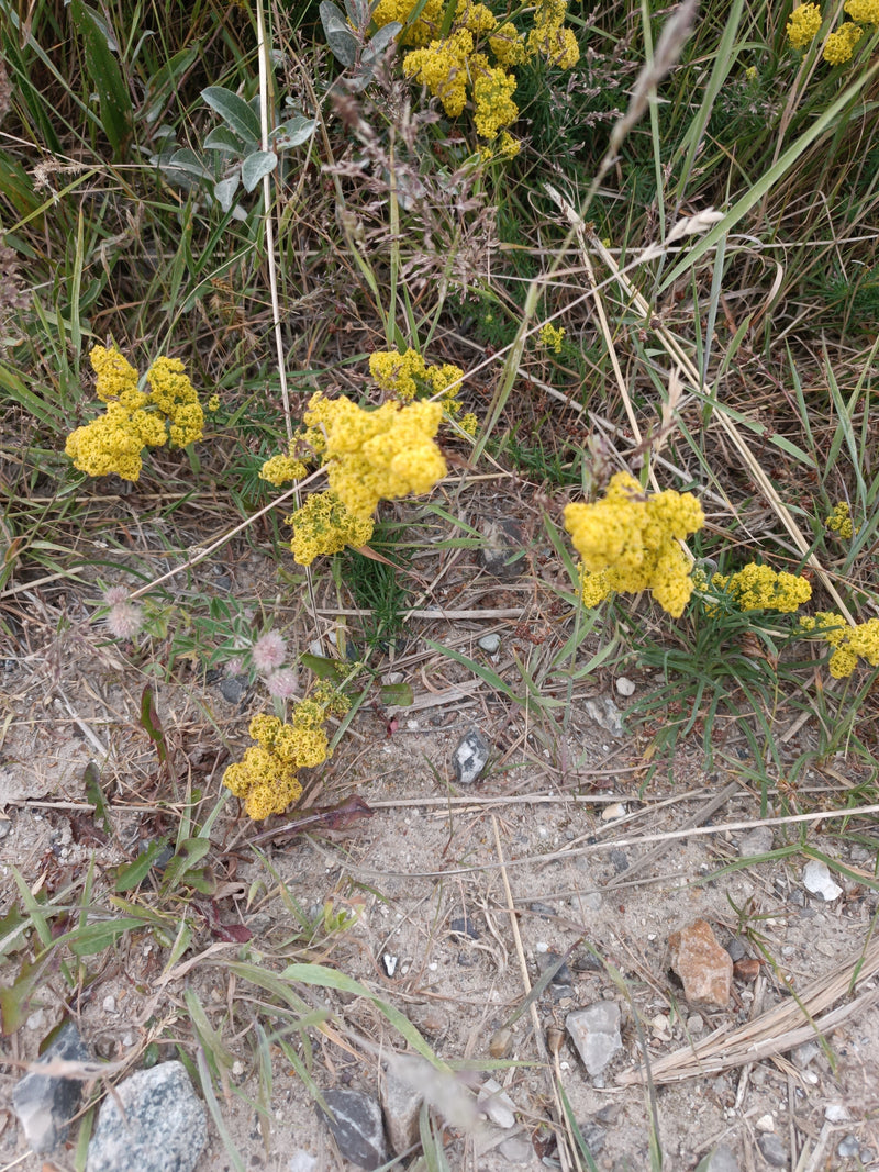 Echtes Labkraut — Bild 4