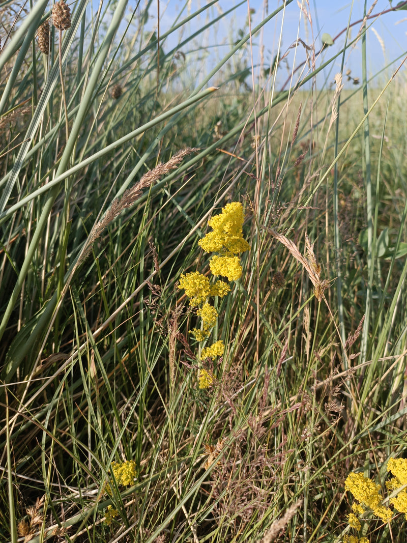 Echtes Labkraut — Bild 3