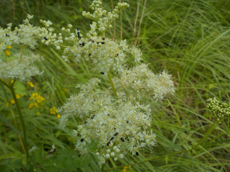 Echtes Mädesüß — Bild 4