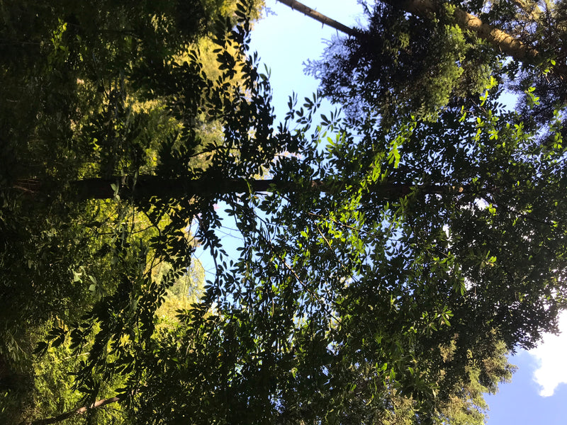 Das Foto zeigt den Blick von unten in die Krone einer Edelkastanie mit ihren charakteristischen Blättern. Die Baumkronen heben sich gegen den hellen Himmel ab.