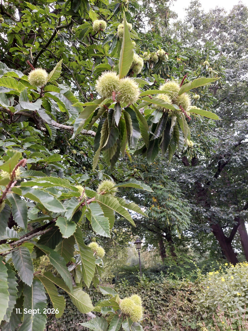 Zu sehen sind die charakteristischen, stacheligen Fruchtbecher und gezahnten Blätter einer Edelkastanie an einem Ast. Die Aufnahme zeigt den Baum in seiner n...