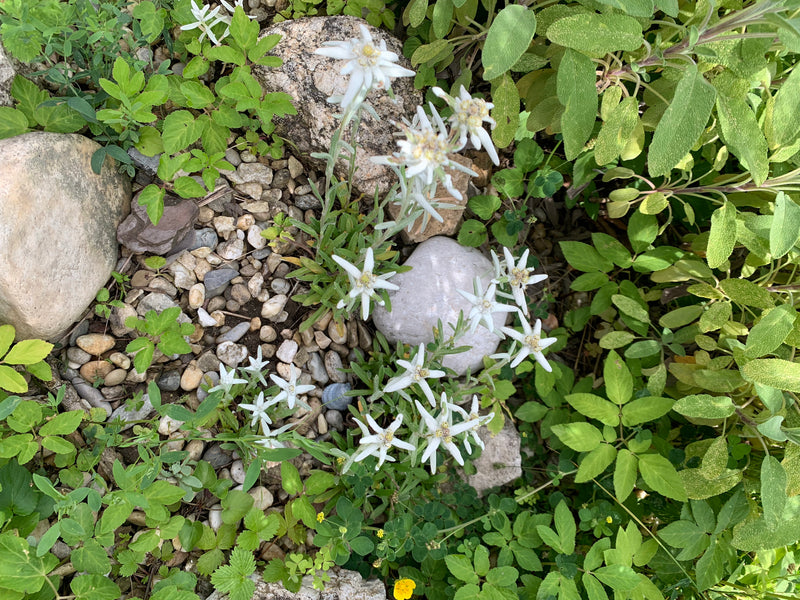 Edelweiß — Bild 1 von 1