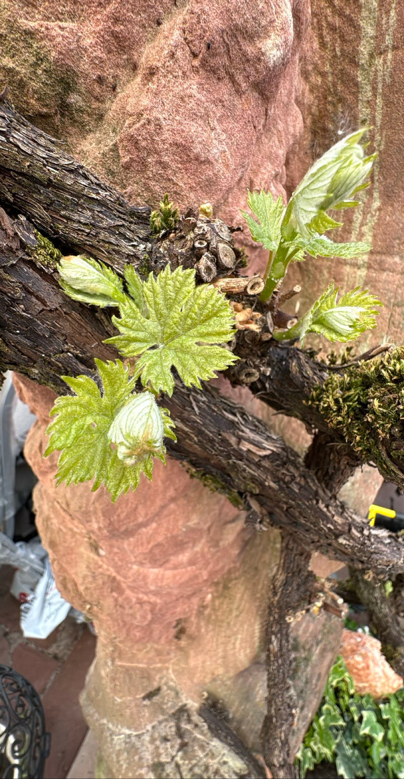 Zu sehen sind frische, hellgrüne Blätter und austreibende Triebe einer Weinrebe an holzigen Ästen. Im Hintergrund ist eine rötliche Felswand erkennbar.