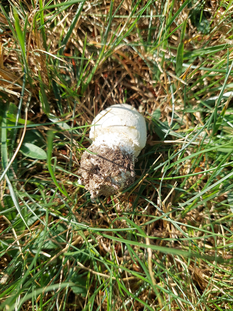 Egerling (Champignon) — Bild 2