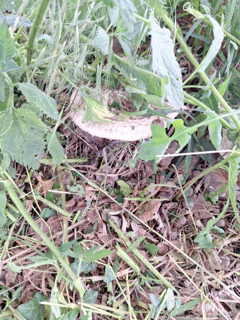 Egerling (Champignon) — Bild 2