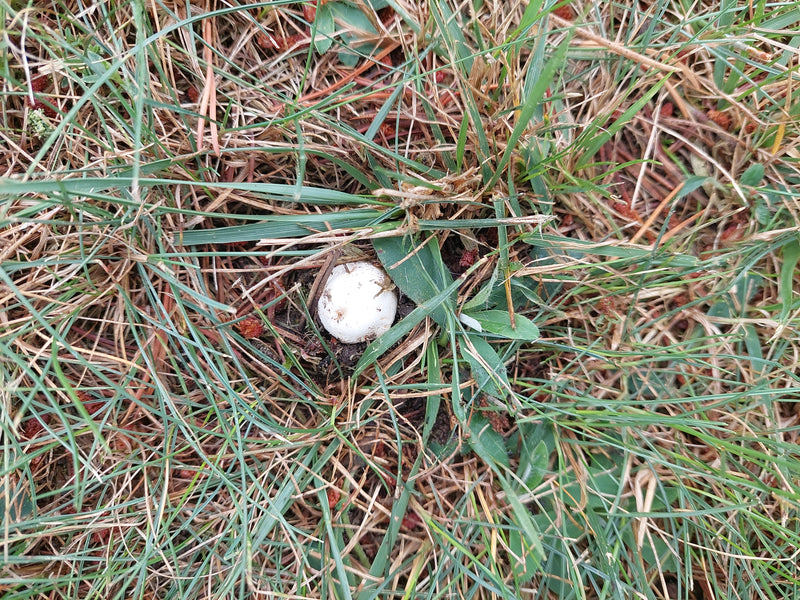 Egerling (Champignon) — Bild 3