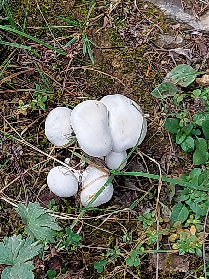 Eine Gruppe weißer Champignons wächst dicht gedrängt auf von Nadelstreu und Moos bedecktem Boden.