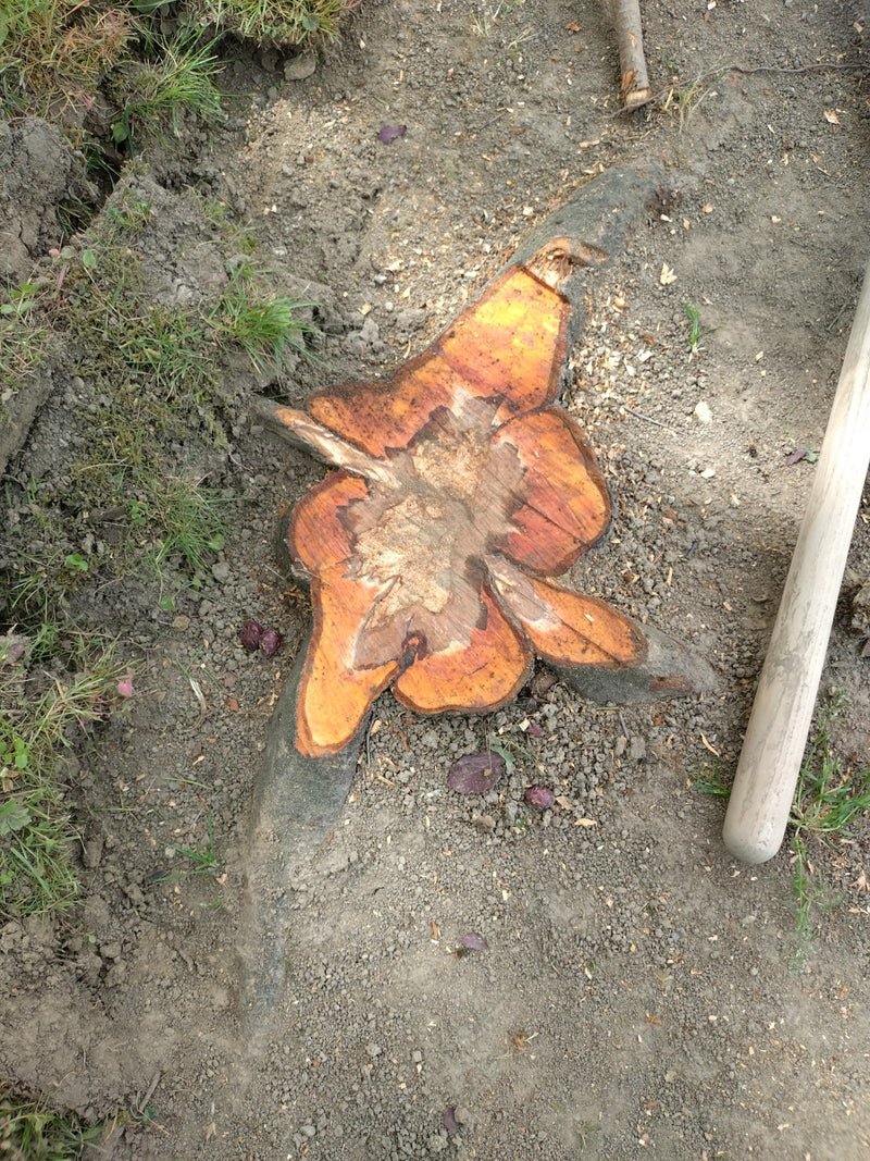 Eibe — Bild 5