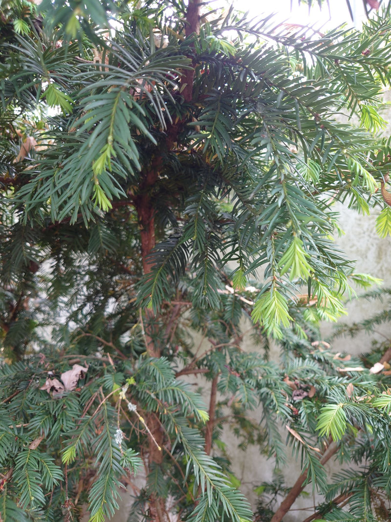 Eibe — Bild 3
