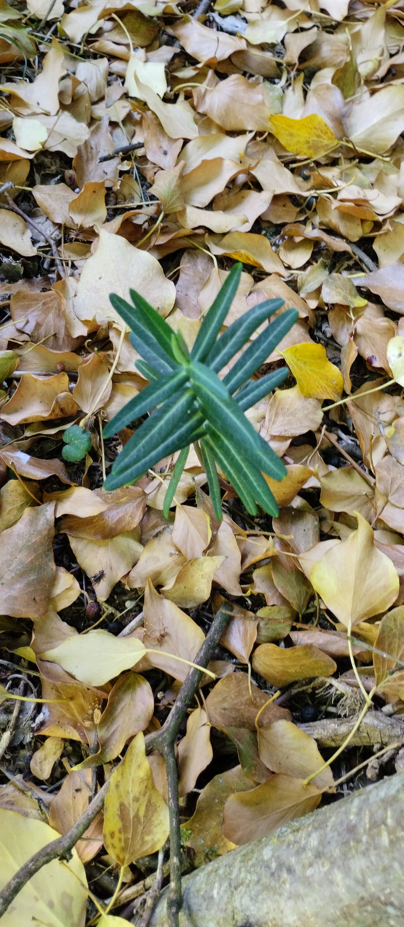 Eibe — Bild 1