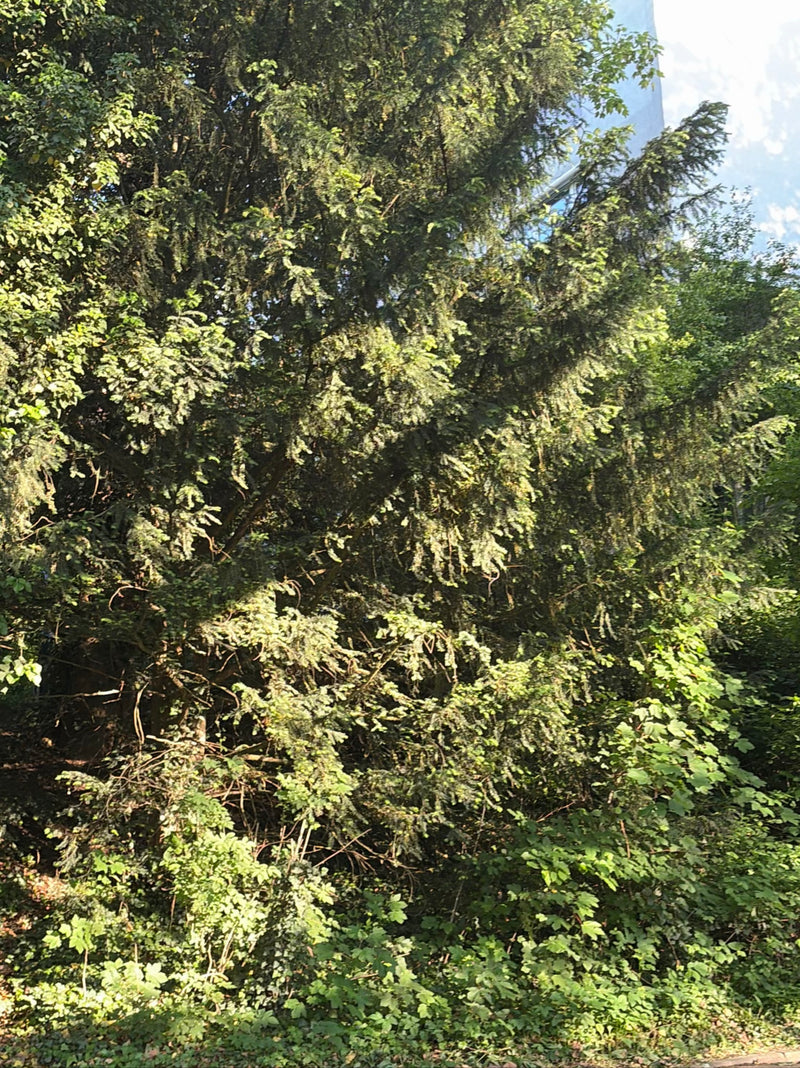 Eibe — Bild 4
