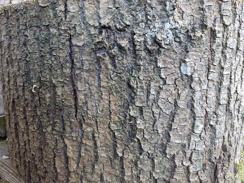 Eiche — Bild 1