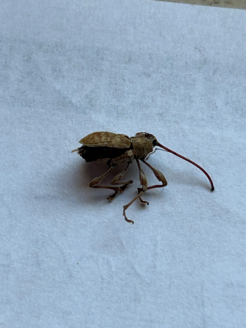 Eichelbohrer — Bild 1