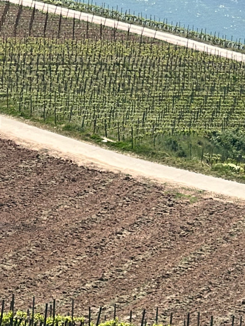 Eichelhäher — Bild 1