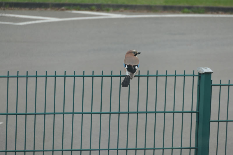 Eichelhäher — Bild 1