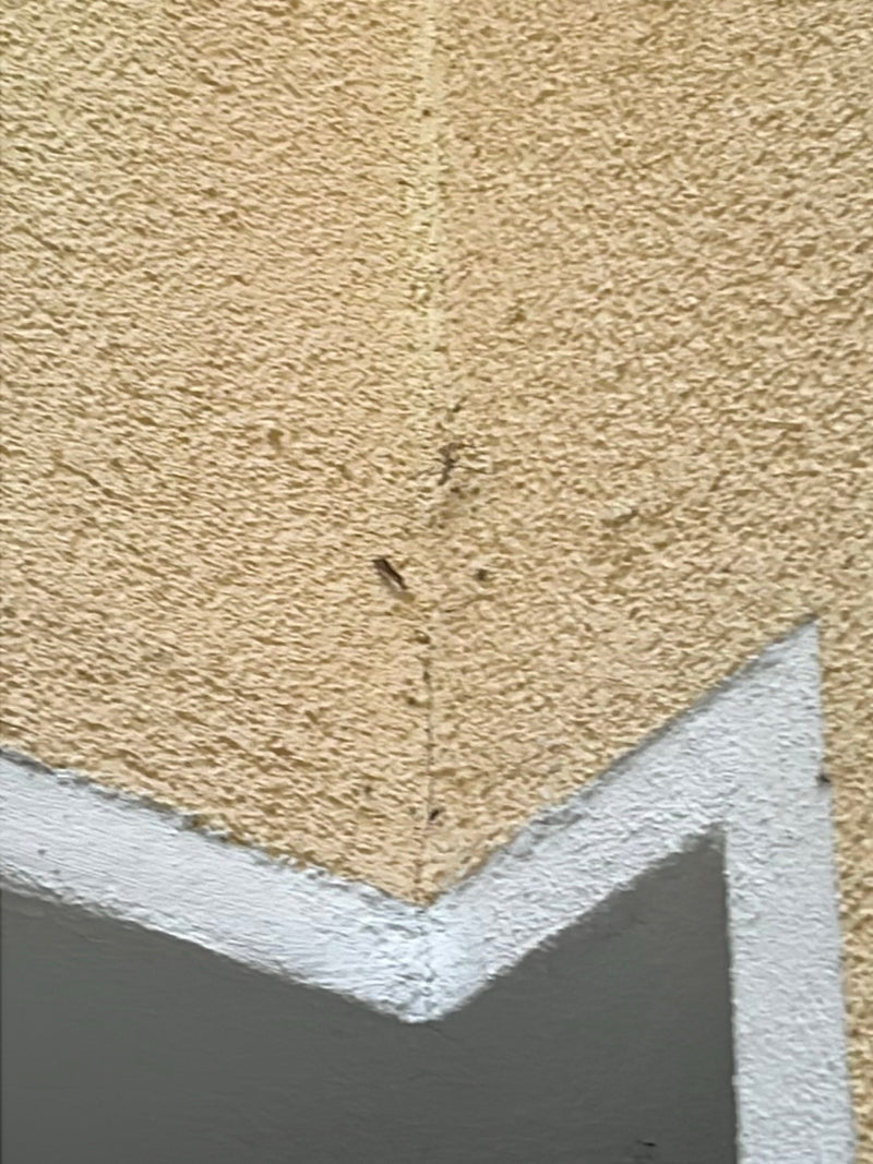 Eichen-Netzwanze — Bild 5