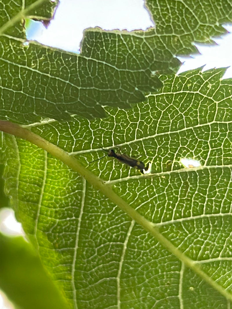 Eichen-Netzwanze — Bild 3