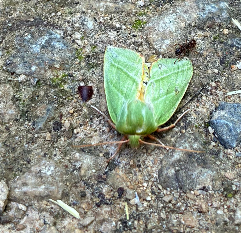 Eichen-Silbereule — Bild 1