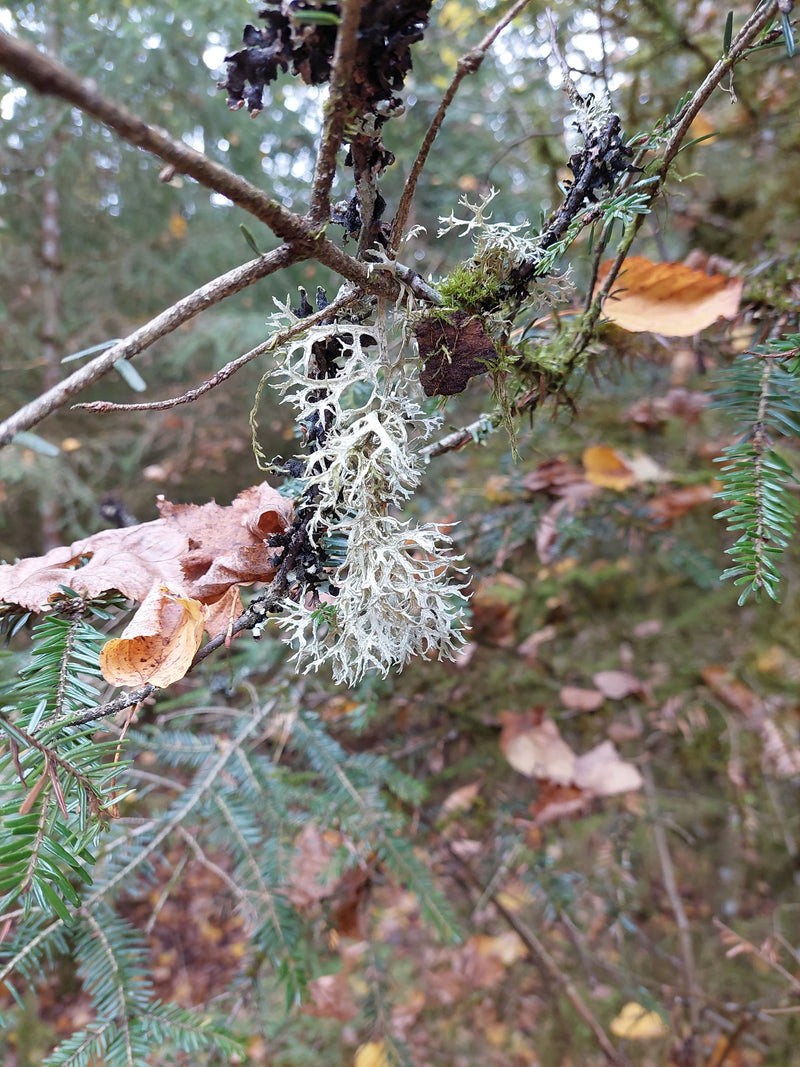 Ein Büschel des Eichenmooses wächst herabhängend an einem Nadelbaumzweig im herbstlichen Wald.