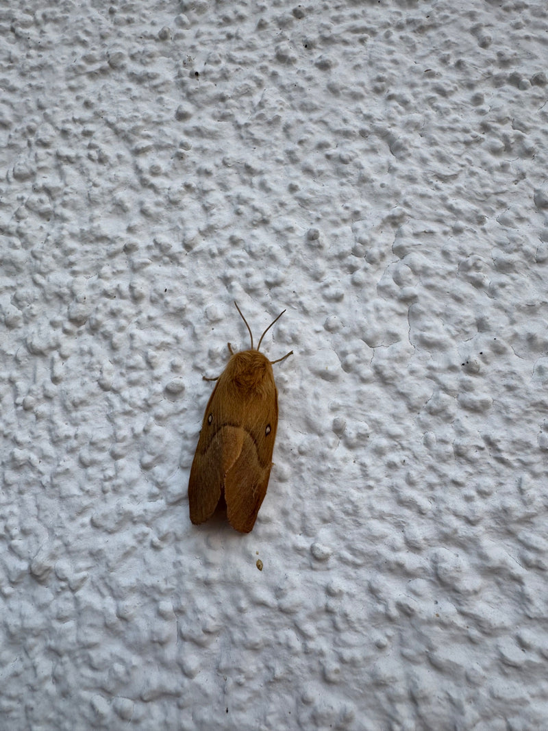 Eichenspinner — Bild 5