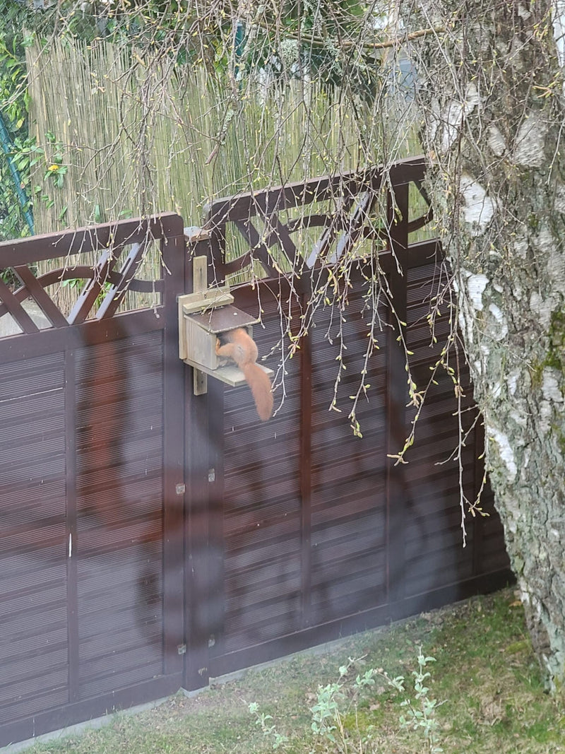 Europäisches Eichhörnchen — Bild 4