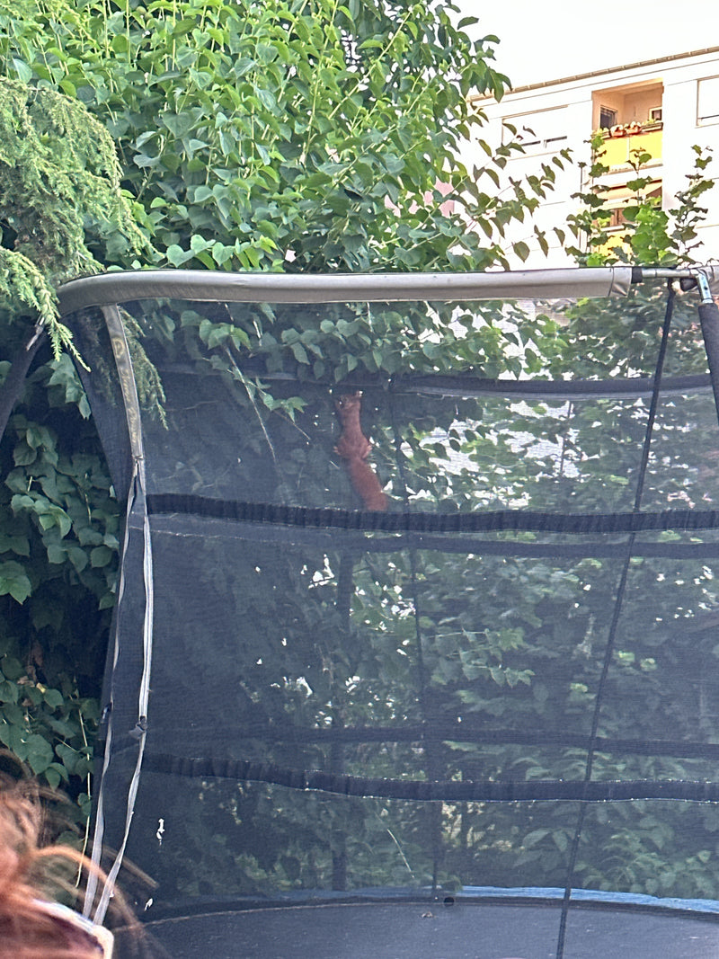 Ein rotes Europäisches Eichhörnchen klettert im dichten Grün hinter dem Netz eines Trampolins. Das Tier ist durch die Struktur teilweise verdeckt.