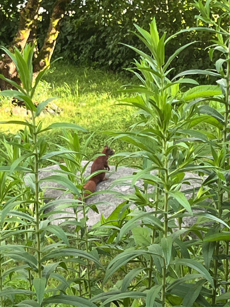 Ein Europäisches Eichhörnchen sitzt aufmerksam auf einem Stein im Garten, umgeben von grünen Pflanzen.