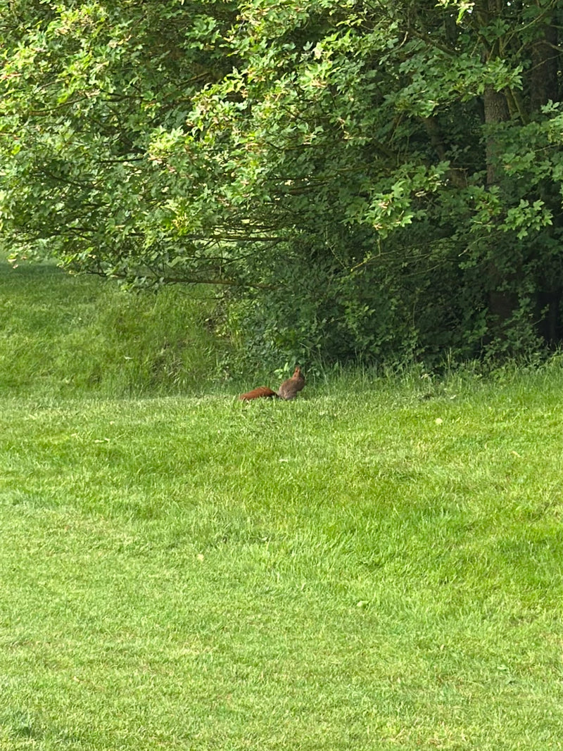Europäisches Eichhörnchen — Bild 2