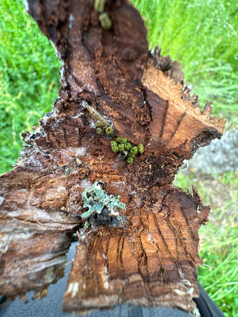 Eigentliche Blasenflechte — Bild 1