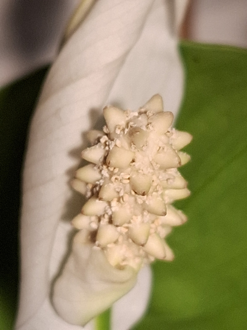 Einblatt — Bild 4