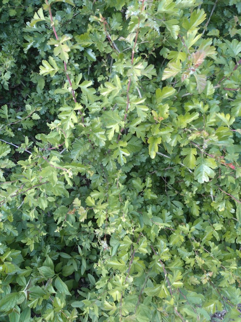 Weissdorn — Bild 5