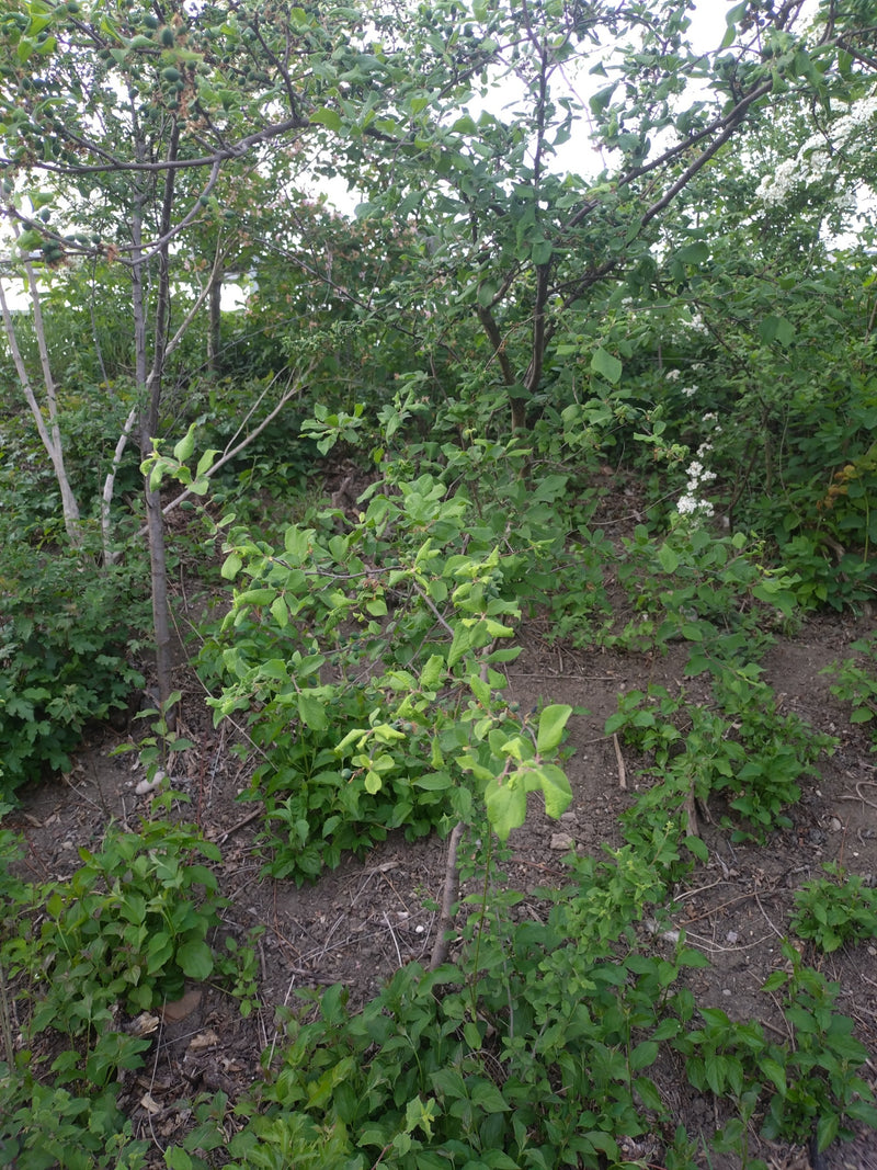 Weissdorn — Bild 4