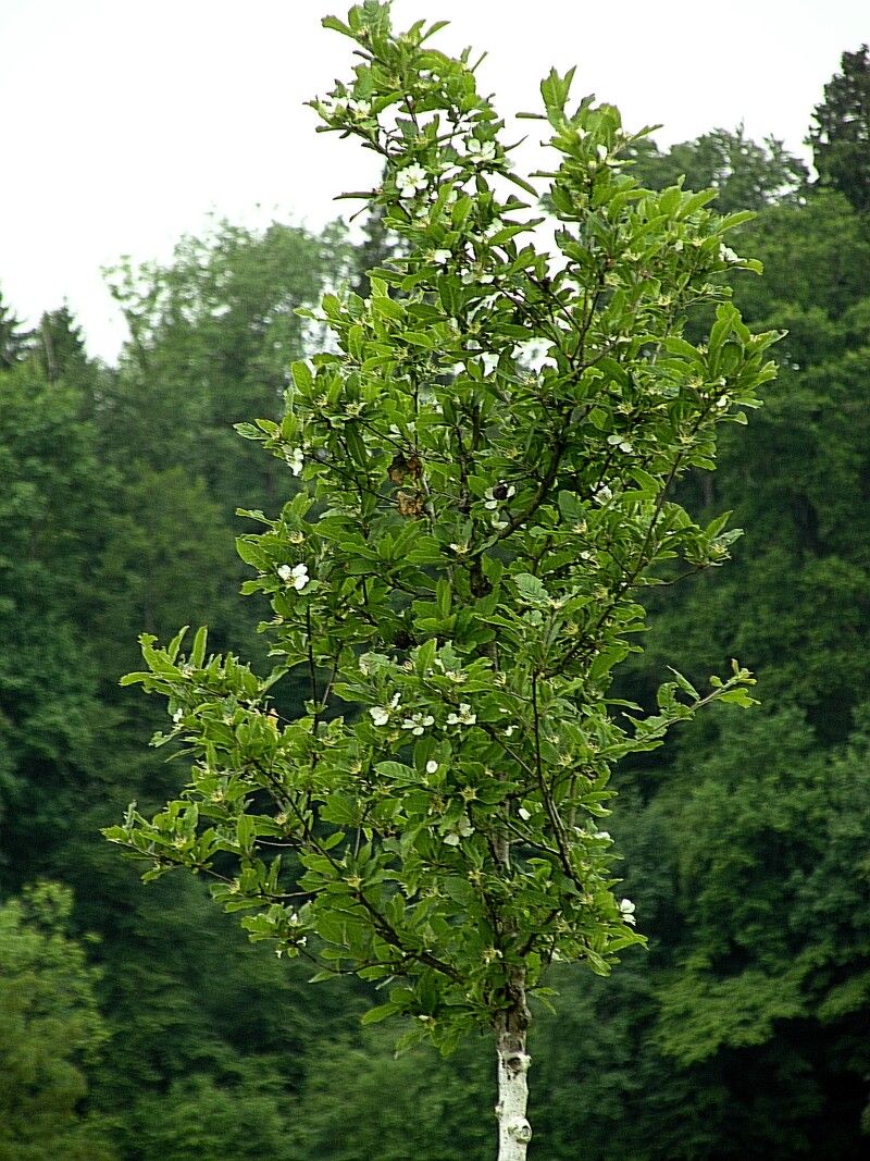 Weissdorn — Bild 3