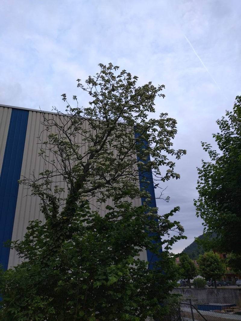 Zu sehen ist ein blühender Weißdornbaum vor einer Fabrikwand. Die Krone zeigt weiße Blüten und grüne Blätter.