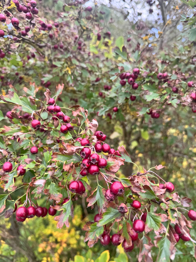 Zweige eines Weißdorns tragen zahlreiche reife, rote Früchte inmitten von teils verfärbten, tief gelappten Blättern.
