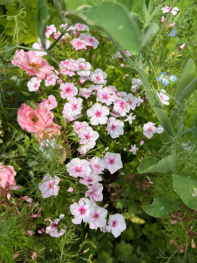 Einjähriger Phlox (Sommer-Phlox) — Bild 1