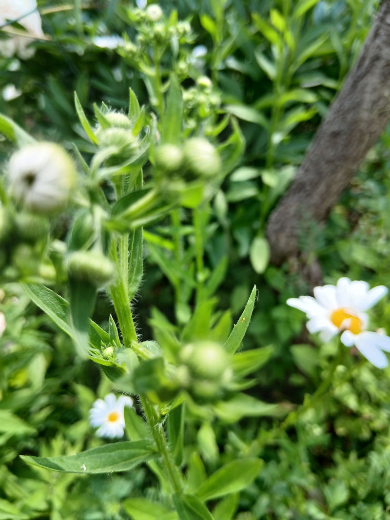 Berufkraut — Bild 2
