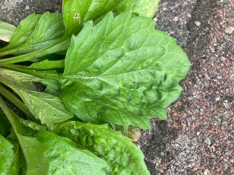 Berufkraut — Bild 3