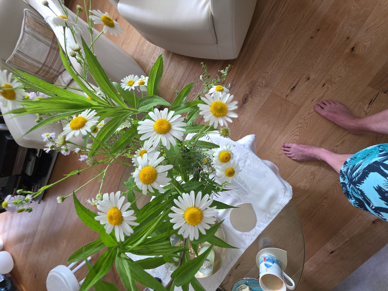 Berufkraut — Bild 4