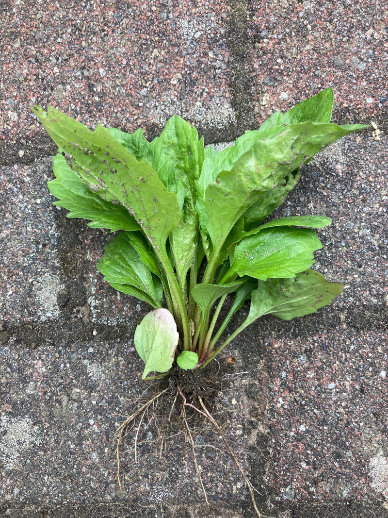 Berufkraut — Bild 2