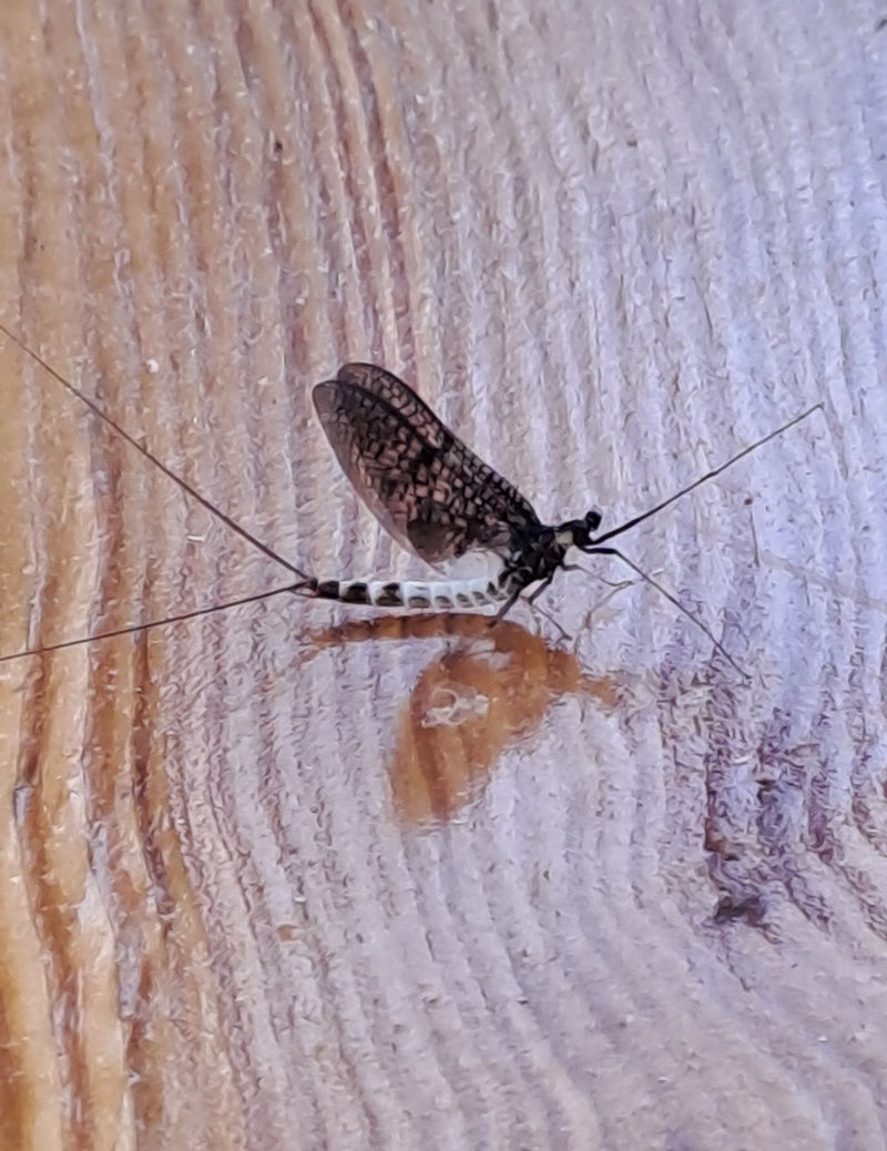 Eintagsfliege — Bild 2