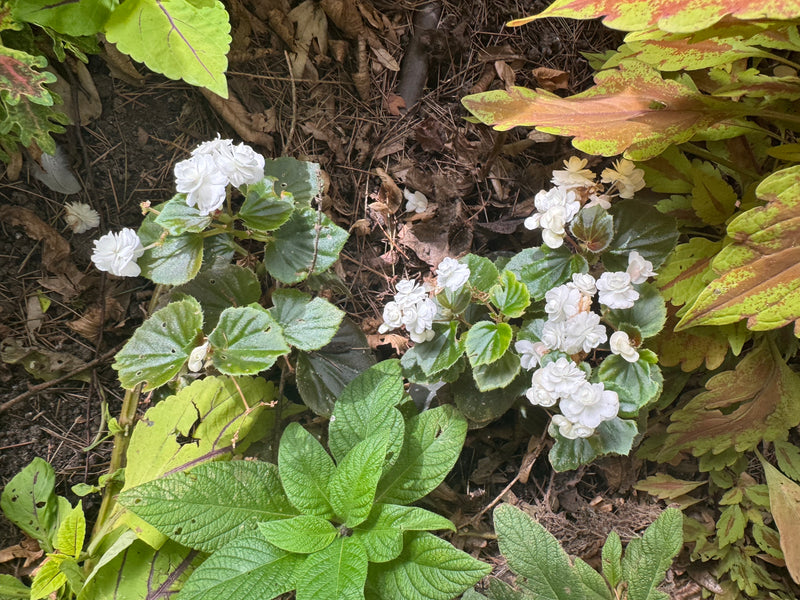 Eine blühende Eisbegonie mit gefüllten weißen Blüten wächst zwischen anderen Gartenpflanzen auf dem Erdboden.