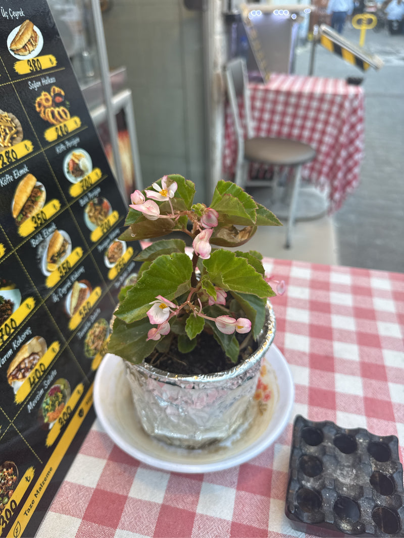 Eisbegonie — Bild 3 von 5
