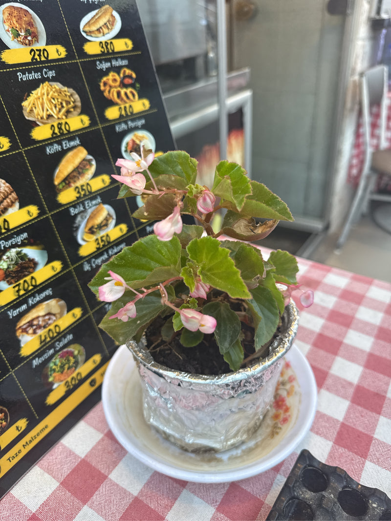 Eisbegonie — Bild 2 von 5