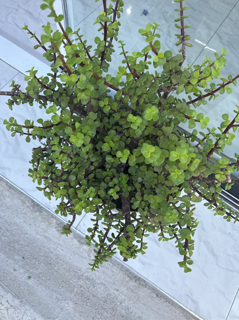 Elefantenbaum — Bild 1