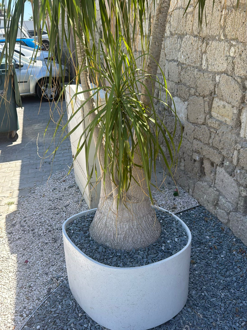 Elefantenfuss — Bild 4